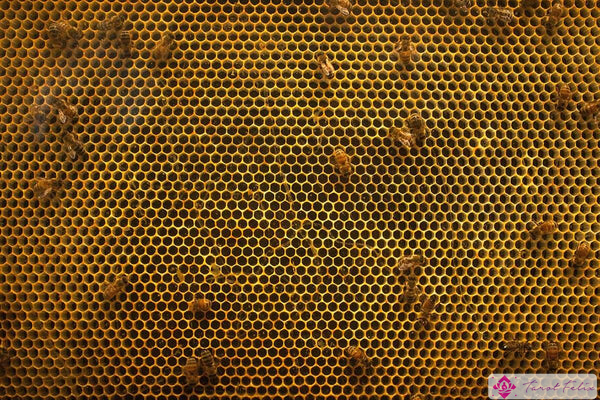 La abeja construye la colmena trabajando junto con sus compañeras.