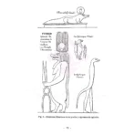 Historia de la Magia, Evolución y Rituales Ancestrales - Image 3