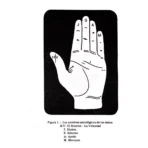Quiromancia Práctica Cómo Leer Líneas de la Mano - Image 4