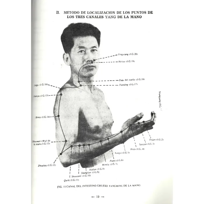 Localización de los Puntos Acupunturales | Sabiduría y Medicina Tradicional | ILMO - Image 3