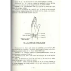 Localización de los Puntos Acupunturales | Sabiduría y Medicina Tradicional | ILMO - Image 2