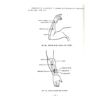 Localización de los Puntos Acupunturales | Sabiduría y Medicina Tradicional | ILMO - Image 8
