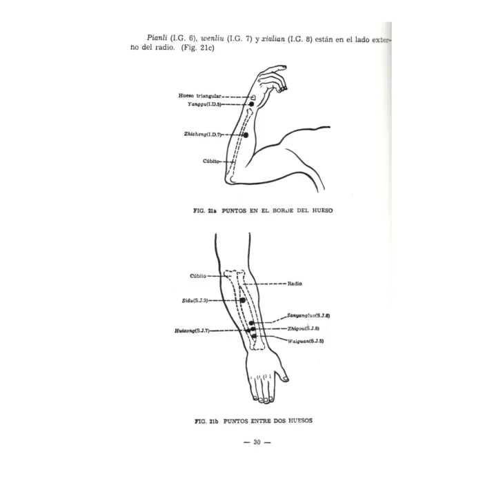 Localización de los Puntos Acupunturales | Sabiduría y Medicina Tradicional | ILMO - Image 8