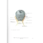 Atlas de los Puntos Acupunturales | Medicina Tradicional y Anatomía | ILMO - Image 8