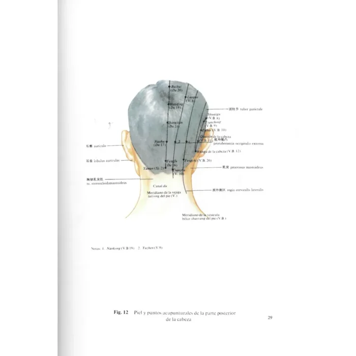 Atlas de los Puntos Acupunturales | Medicina Tradicional y Anatomía | ILMO - Image 8