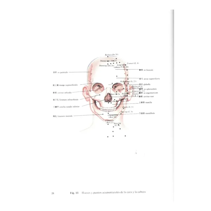 Atlas de los Puntos Acupunturales | Medicina Tradicional y Anatomía | ILMO - Image 9